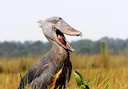 Hunting in Kaliro, Uganda: Unveiling a Hidden Gem for Unforgettable Hunting Adventures and Cultural Immersion

Geographical Features and Natural Landscape

Kaliro, a dist