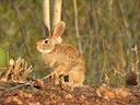 Mexikaanse wingerdkonyn (Sylvilagus cunicularius), 4 of 4