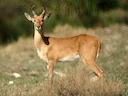 Rietbok (Rooibok) Rietbok (Rooibok)