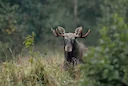 Põder (Alces alces) on hirvlaste sugukonda põdra perekonda kuuluv imetaja. Põder on suurim hirvlane. Samuti on ta suurim maismaaimetaja Euroopas. Põder on pikkade jalgade