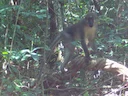 Beweglike mangabey (Cercocebus agilis), 2 of 2