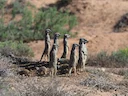 Surikaat (Suricata suricatta), 3 of 4
