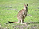 Eastern Grey Kangaroo