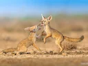 Indiese jakkals (Vulpes bengalensis), 2 of 4