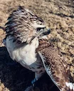 Falconry License: Legal Requirements, History, and Facts Every Hunter Should Know.

Falconry — the ancient art of hunting with trained birds of prey — is one of the most 