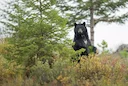 How to Stalk a Black Bear
It was a lazy October day, remarkable only in that I was outside and away from my desk with the forest an utter cornucopia of hunting possibilit