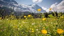 Jagd im Sarine (Kanton Freiburg), Schweiz: Besonderheiten, Bewohnerschaft, Jagdansätze, Wildleben, Jagdperioden, Vereinswesen und Traditionen
Jagdterritorium und natürli Jagd im Sarine (Kanton Freiburg), Schweiz: Besonderheiten, Bewohnerschaft, Jagdansätze, Wildleben, Jagdperioden, Vereinswesen und Traditionen
Jagdterritorium und natürli
