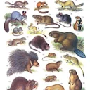 Грызуны (Rodents) avatar
