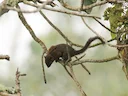 Andes-ekster (Sciurus pucheranii), 5 of 7