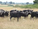 काला भैंस (एक्विनॉक्टियल बफैलो) काला भैंस (एक्विनॉक्टियल बफैलो)