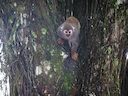 Humboldt se eekhoringaap (Saimiri cassiquiarensis), 3 of 4