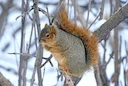 Swart eekhoring (Amerikaanse swart eekhoring) (Sciurus niger), 1 of 3