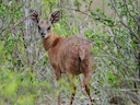 Sharpe se grysbok (Raphicerus sharpei), 3 of 6