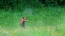 Un début Mai plein de réussite avec de belles rencontres. 🦌🐗🦊
Mai 2024, Sarthe. Un début Mai plein de réussite avec de belles rencontres. 🦌🐗🦊
Mai 2024, Sarthe.