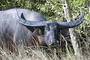 Asiatiese buffels (latyn Bubalus) is'n genus Van Asiatiese buffels uit die familie van holhoornige soogdiere van die suborde ruminants, wat in 1827 deur Charles Hamilton 