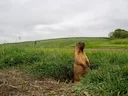 Bobakmarmot (Steppe-marmot)