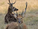 Swampbok (Rucervus duvaucelii), 5 of 5