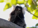 Gewone marmoset Gewone marmoset