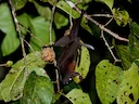 Groot vlieënde jakkals (Pteropus vampyrus), 5 of 8