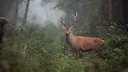 Indiana Hunt for Hunger asking hunters to consider donating deer harvest
LOUISVILLE, Ky. (WDRB) -- Hunters in Indiana are being asked to donate from their deer harvest to Indiana Hunt for Hunger asking hunters to consider donating deer harvest
LOUISVILLE, Ky. (WDRB) -- Hunters in Indiana are being asked to donate from their deer harvest to