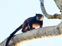 Vlekgesig-tamarijn (Saguinus inustus), 5 of 5