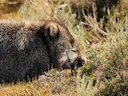 Kaalkaak-wombat (Vombatus ursinus), 1 of 6