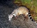 Indiese siveetkat (Viverra zibetha), 3 of 3