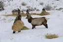 Wildlife Salt Licks in Mongolia: A Boost for Game Populations and Hunting Prospects

Local Initiative Fuels Wildlife Revival in Mongolia's Tariyalang Soum
In a significan
