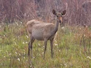 Swampbok (Rucervus duvaucelii), 3 of 5