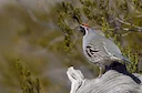 Quail Hunting in Utah
Do You Hunt Western Quail?
If you own a good pair of running shoes — or better yet, a trained hunting dog — hunting Gambel’s quail in southwestern U