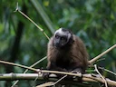 Bruin kapusien (Sapajus apella), 2 of 4