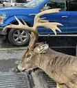 Congrats to the lucky hunter that downed this super cool racked buck. Definitely the coolest buck of 2023!