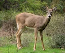 Witstertree (Witstertbok) (Odocoileus virginianus), 3 of 4