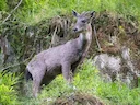 Gryse goral (Grijs goral) (Naemorhedus griseus), 3 of 3