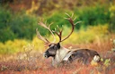Kariboe (Rendier) (Rangifer tarandus caribou), 4 of 4
