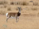 Przewalski-se gazelle (Procapra przewalskii), 5 of 5