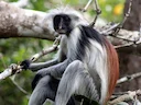 Zanzibar-rooi kolobus (Piliocolobus kirkii), 4 of 6