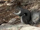 Abert-seekhoring (Sciurus aberti), 4 of 4