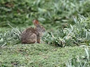 Gewone tapeti (Sylvilagus brasiliensis), 3 of 3