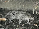 Viskatt (Prionailurus viverrinus), 2 of 3