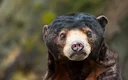 Cambodia Wildlife

Travelers to Cambodia may find that although Cambodia is not primarily a wildlife viewing destination, some isolated pockets of forest may offer some o