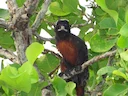 Rooibors-tamandoe (Saguinus labiatus), 2 of 6