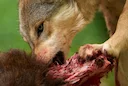 Pack of Canadian Wolves Released in National Park to Control Moose Populations
It rippled through the conservation and hunting communities this week when news broke that 