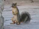 Oosterse vosseekster (Sciurus niger), 3 of 4
