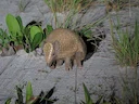 Drieband-armadillo (Tolypeutes tricinctus), 5 of 6