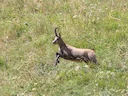 Pireneese gemsbok (Ornate gemsbok) (Rupicapra pyrenaica ornata), 2 of 3
