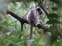 Witvoettamaryn (Saguinus leucopus), 3 of 5