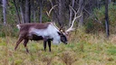 Tłı̨chǫ Government Pauses Caribou Hunt Amid Population Concerns 

The Tłı̨chǫ Government has announced a temporary pause on the community caribou hunt, citing ongoing con