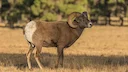 Bighorn sheep experience massive die-off in Wyoming

Disease has hit the Devil’s Canyon bighorn sheep herd in Wyoming. This week, the Wyoming Game and Fish Department (WG