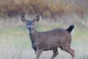 Swartstertreebok (Columbiase swartstertreebok)